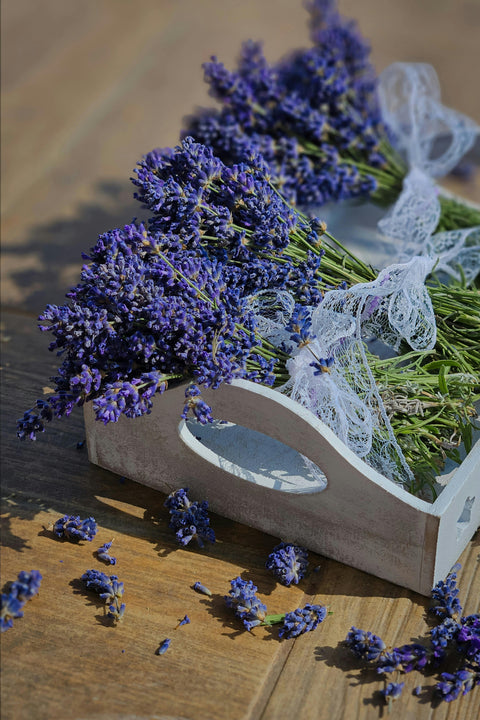 Zoom sur les plantes stars de nos infusions : bienfaits, origines et secrets