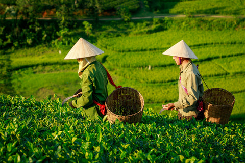 Thé Vert Sencha Chinois : traditions et bienfaits d’une infusion millénaire