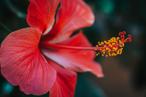 Les bienfaits de l’hibiscus : antioxydant, rafraîchissant et savoureux
